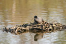 06-4092 Coot (Fulica atra) Building Nest, Low Barns Nature Reserve, County Durham.
